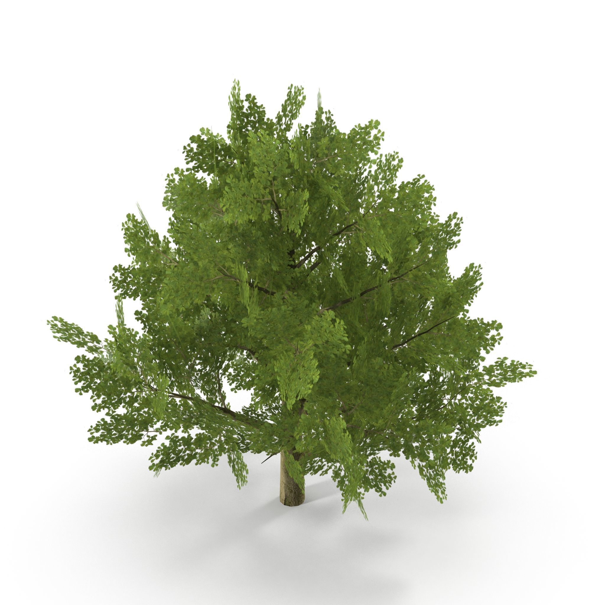 Oak Low Poly V2 Low-poly 3D model_2