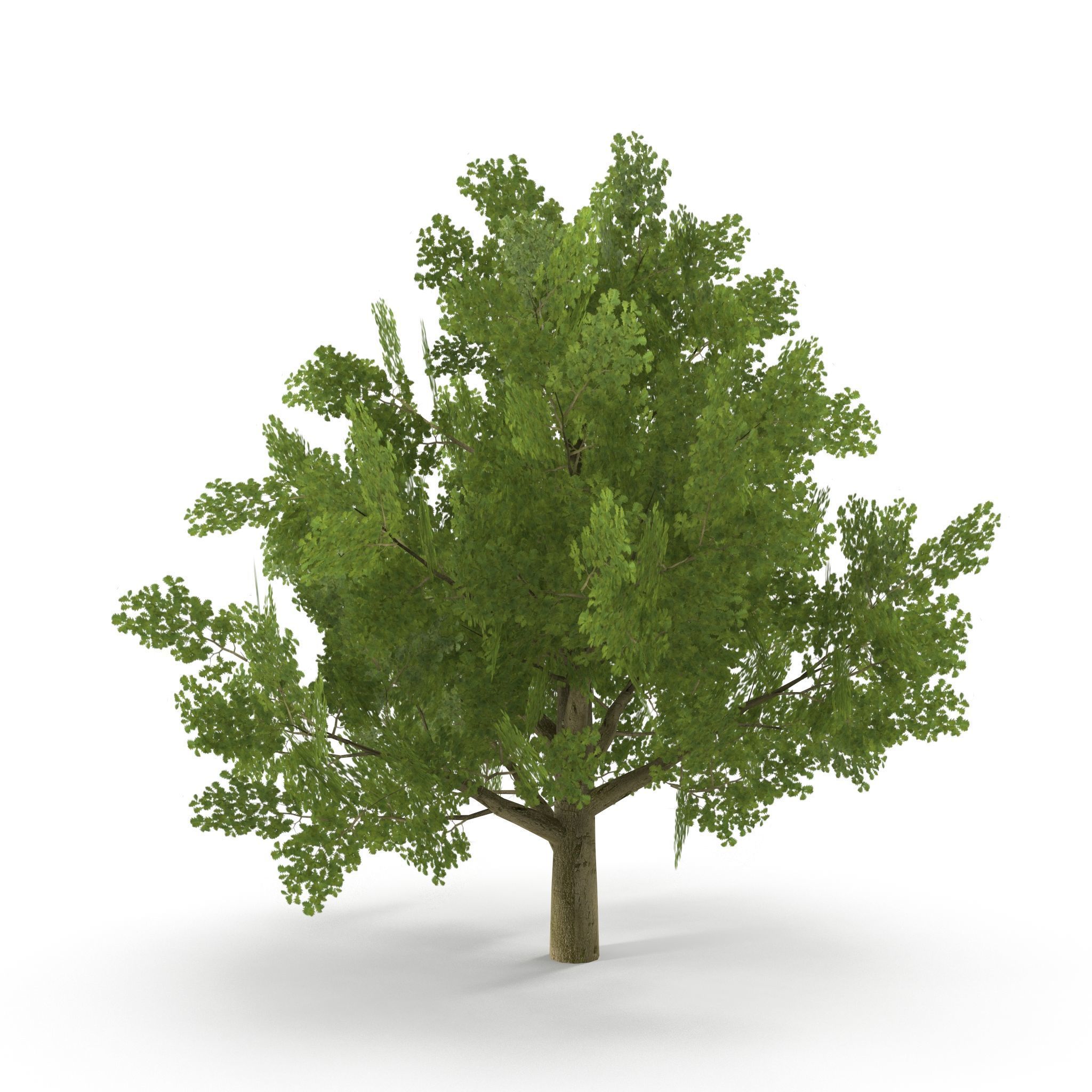 Oak Low Poly V2 Low-poly 3D model_7