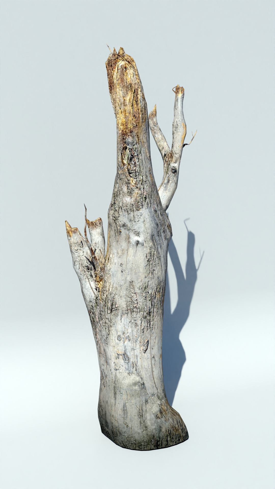 Tree Trunk Collection Low-poly 3D model_26