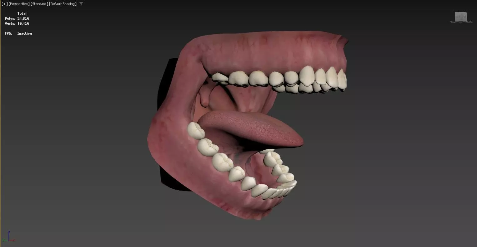 3D model of an open human mouth 3D model