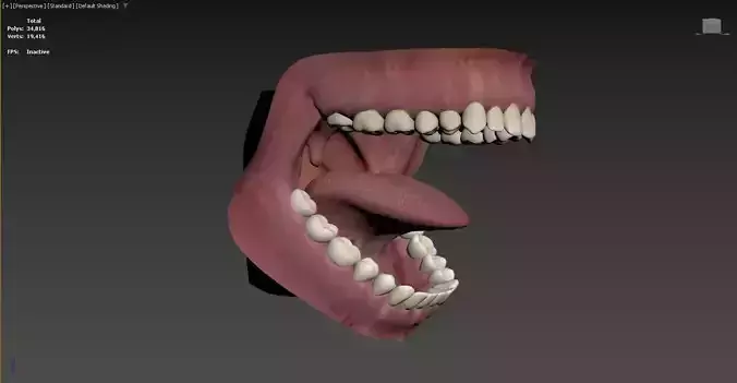 3D model of an open human mouth