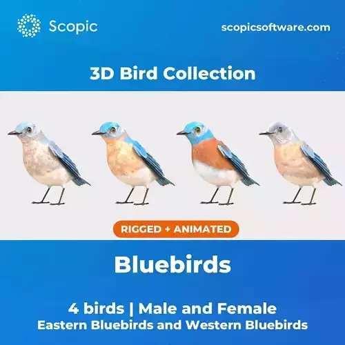 3D Bird Collection - Bluebirds 