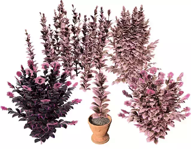 Dream Dazzler Shrub 3D Model Low-poly 3D model
