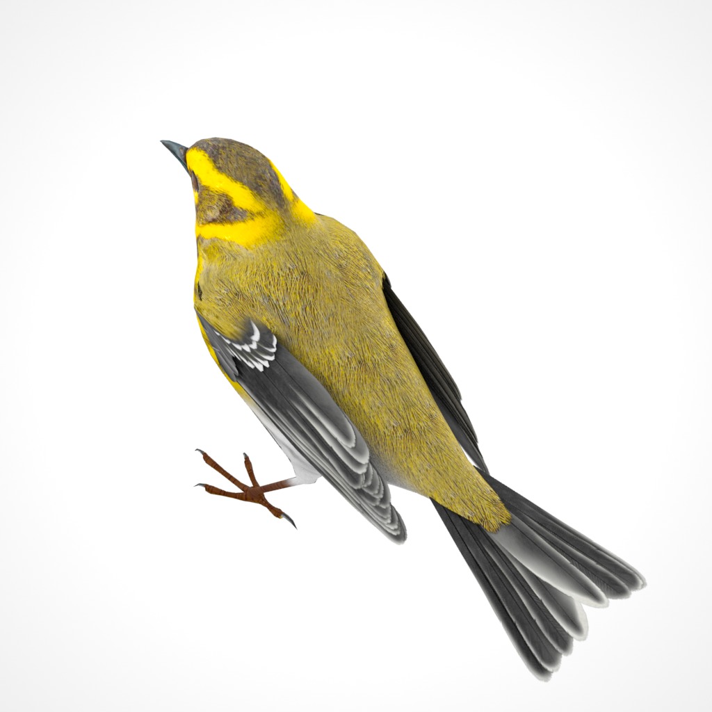 3D Bird Collection - Warblers _64