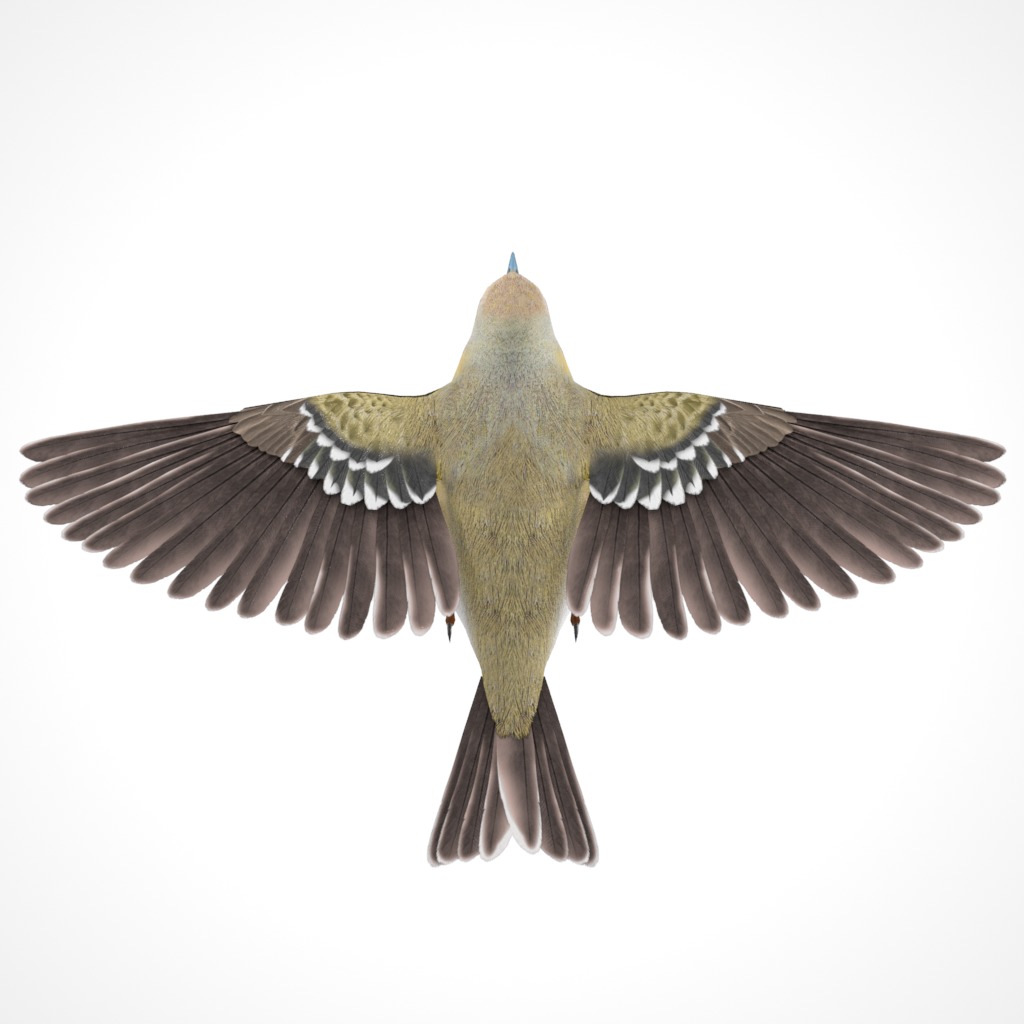 3D Bird Collection - Warblers _43