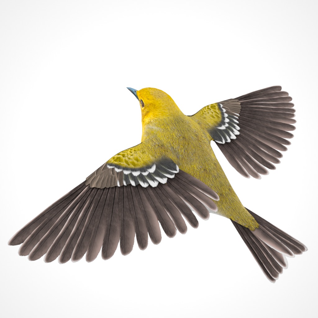 3D Bird Collection - Warblers _50