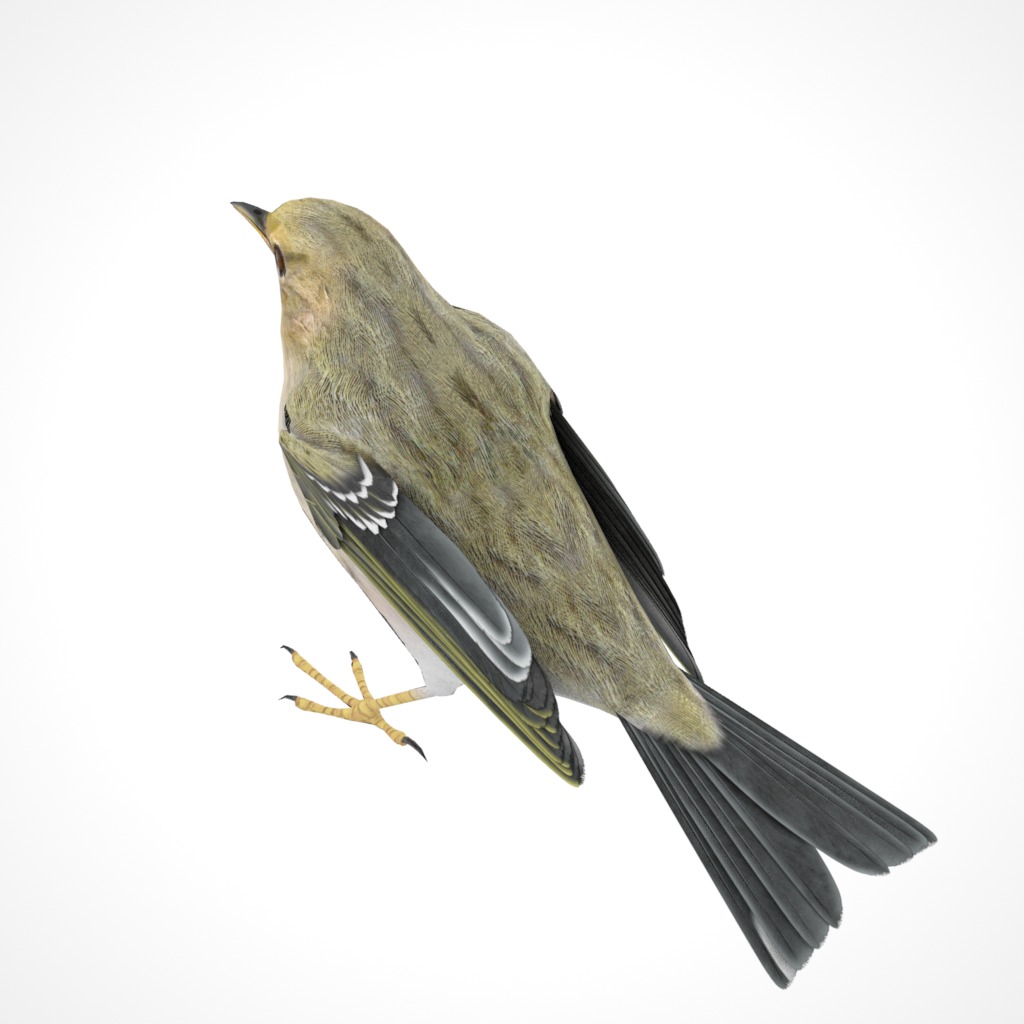 3D Bird Collection - Warblers _16