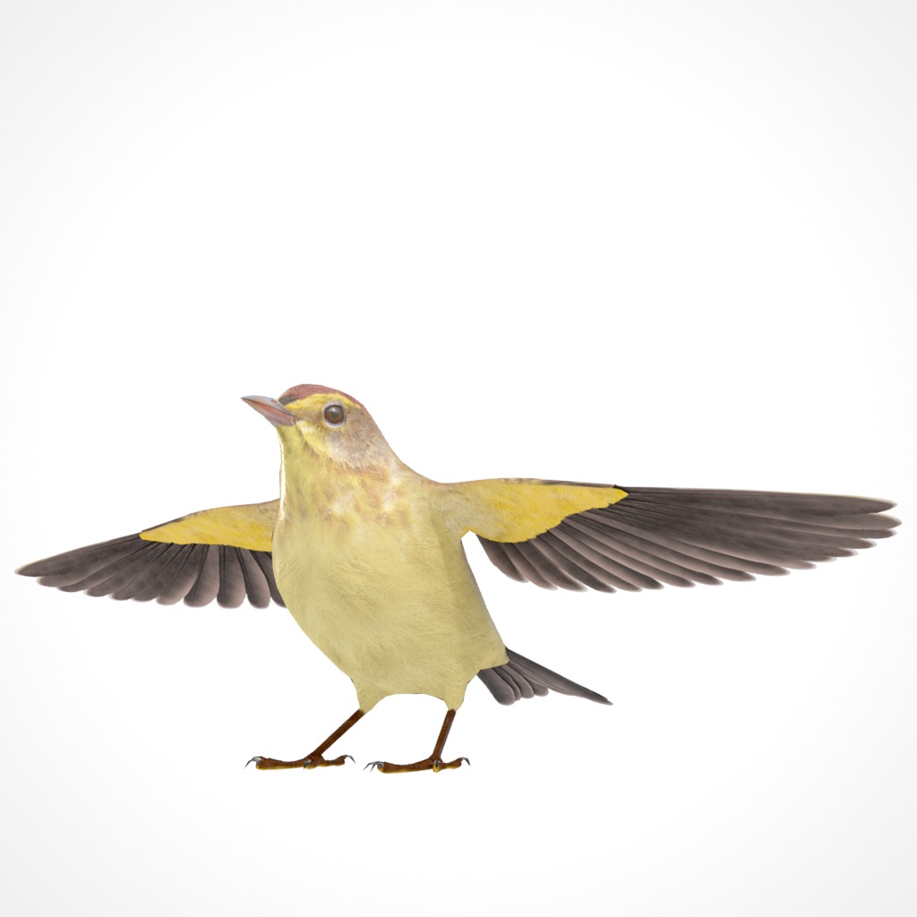 3D Bird Collection - Warblers _25
