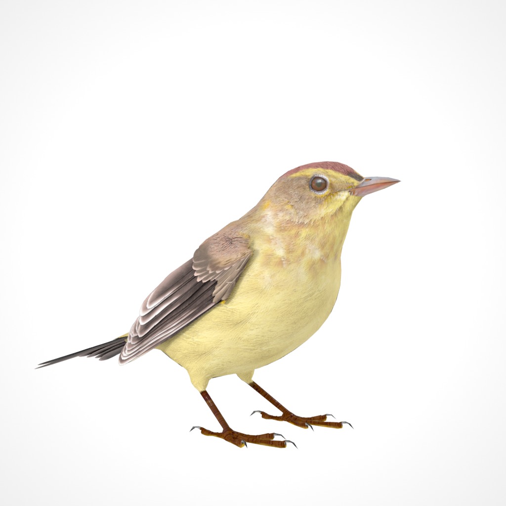 3D Bird Collection - Warblers _31