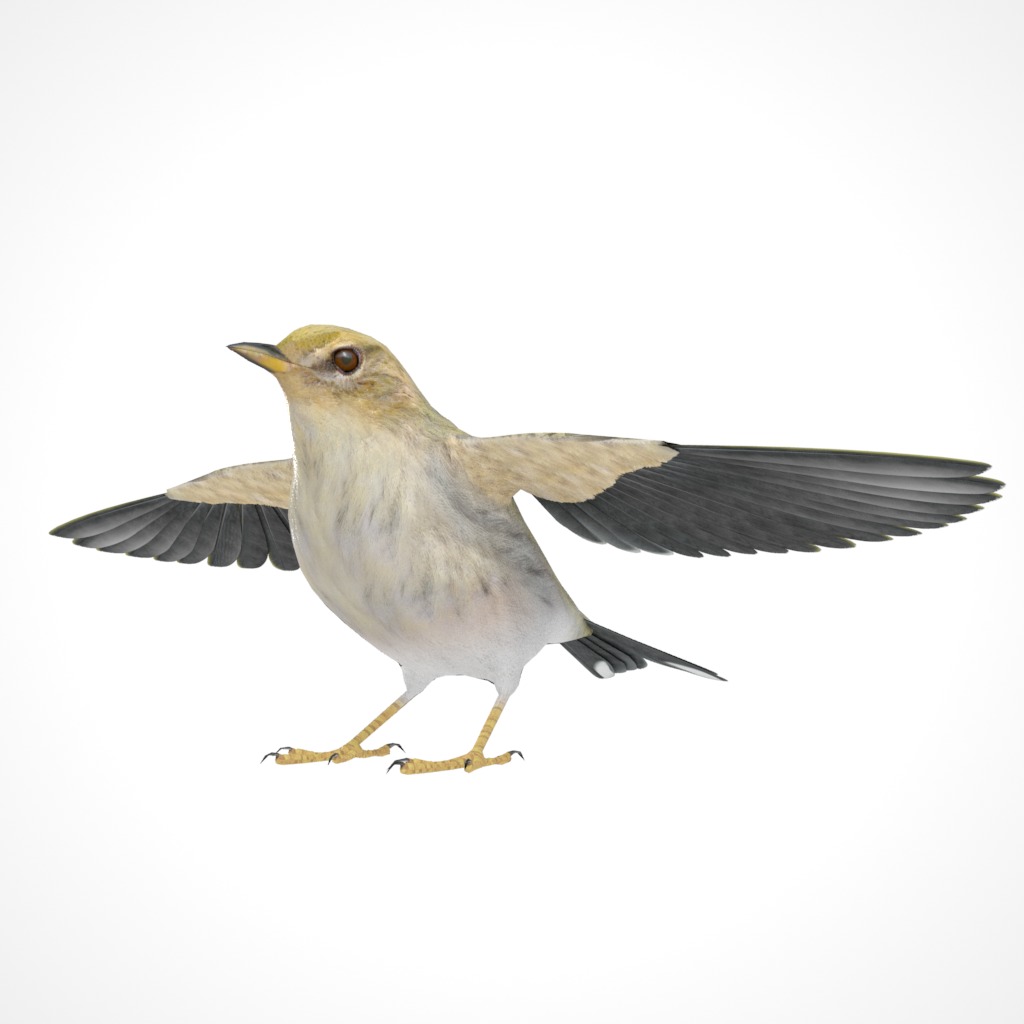 3D Bird Collection - Warblers _12