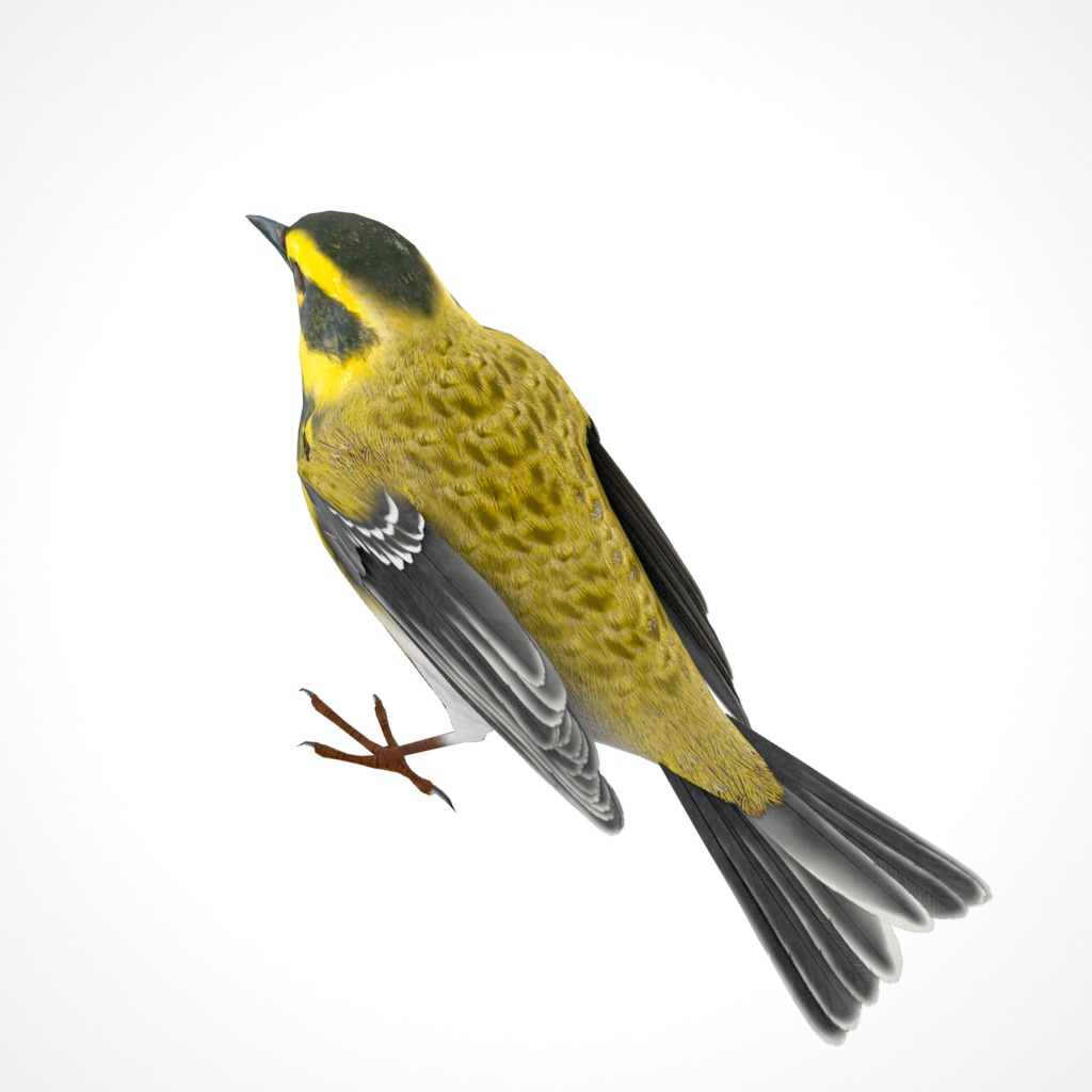 3D Bird Collection - Warblers _72