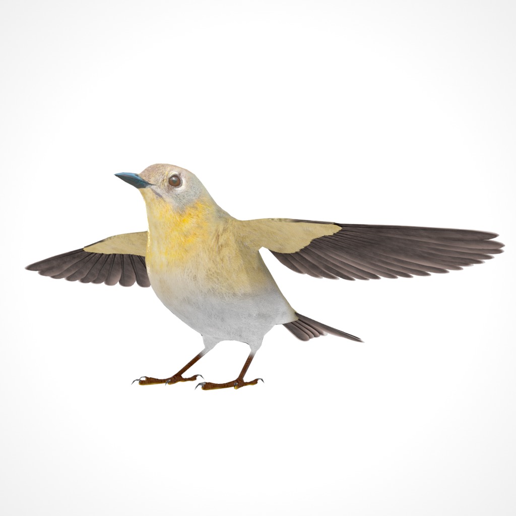 3D Bird Collection - Warblers _44