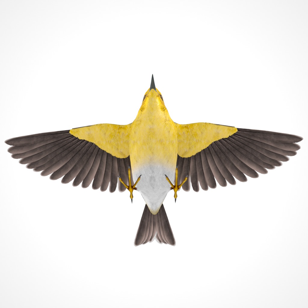 3D Bird Collection - Warblers _54