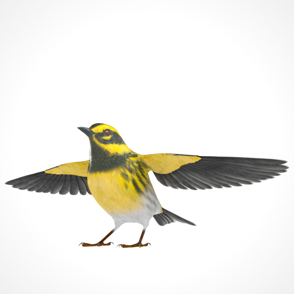 3D Bird Collection - Warblers _65