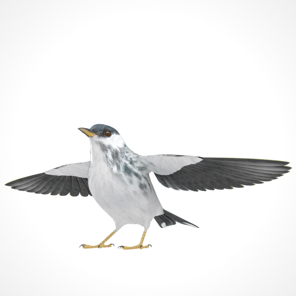 3D Bird Collection - Warblers _17