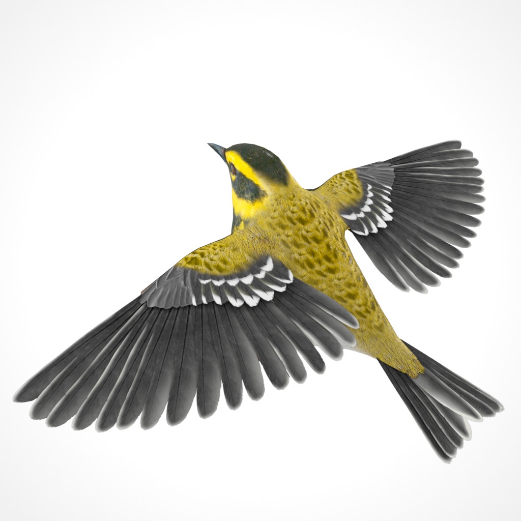 3D Bird Collection - Warblers _66