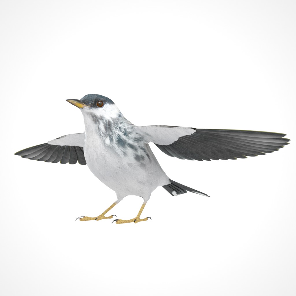 3D Bird Collection - Warblers _20