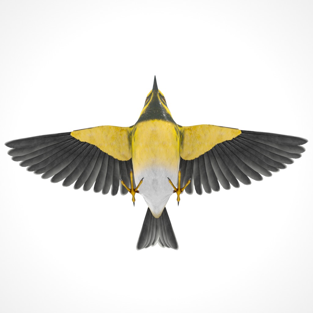 3D Bird Collection - Warblers _70