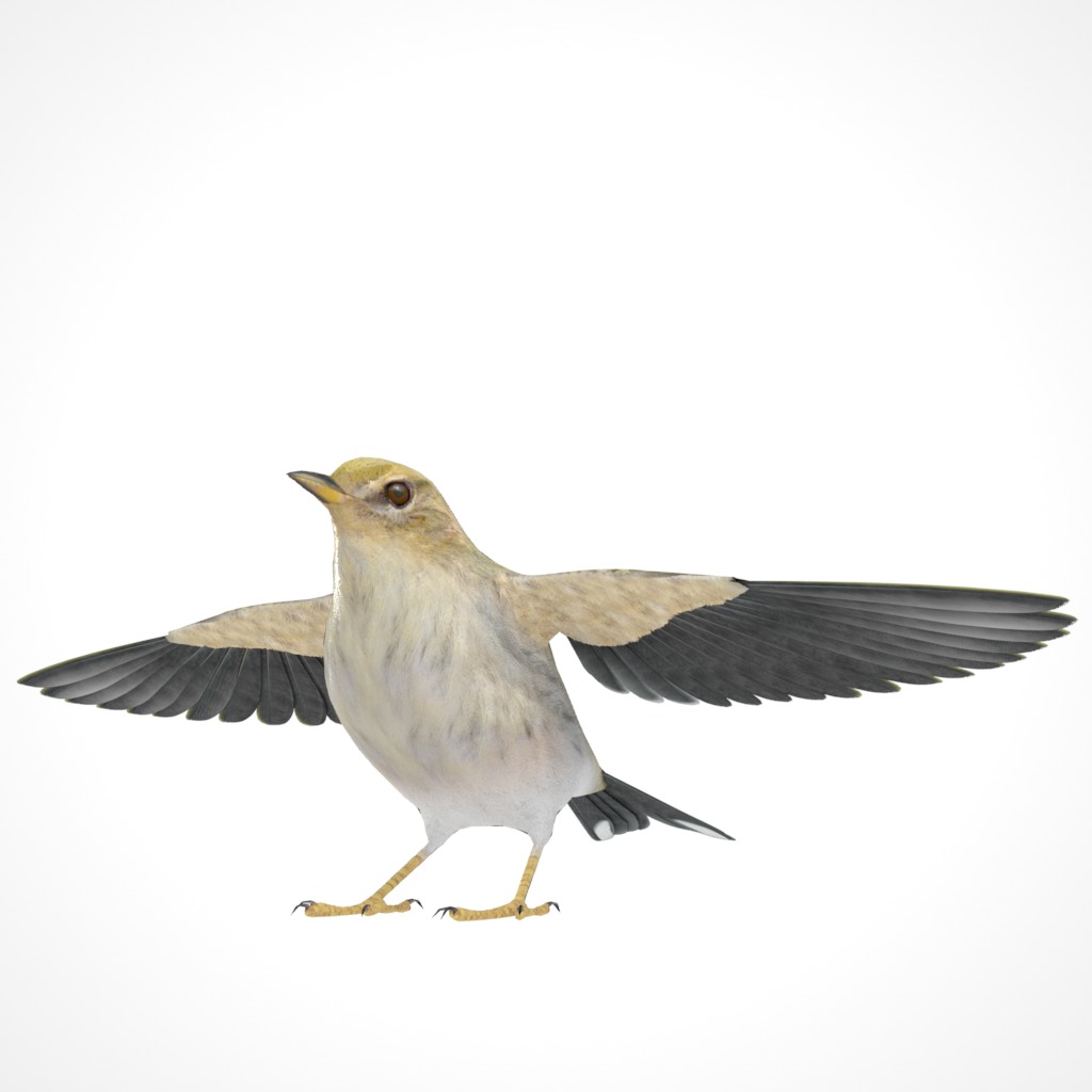 3D Bird Collection - Warblers _9