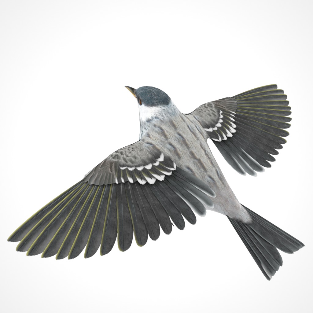 3D Bird Collection - Warblers _18