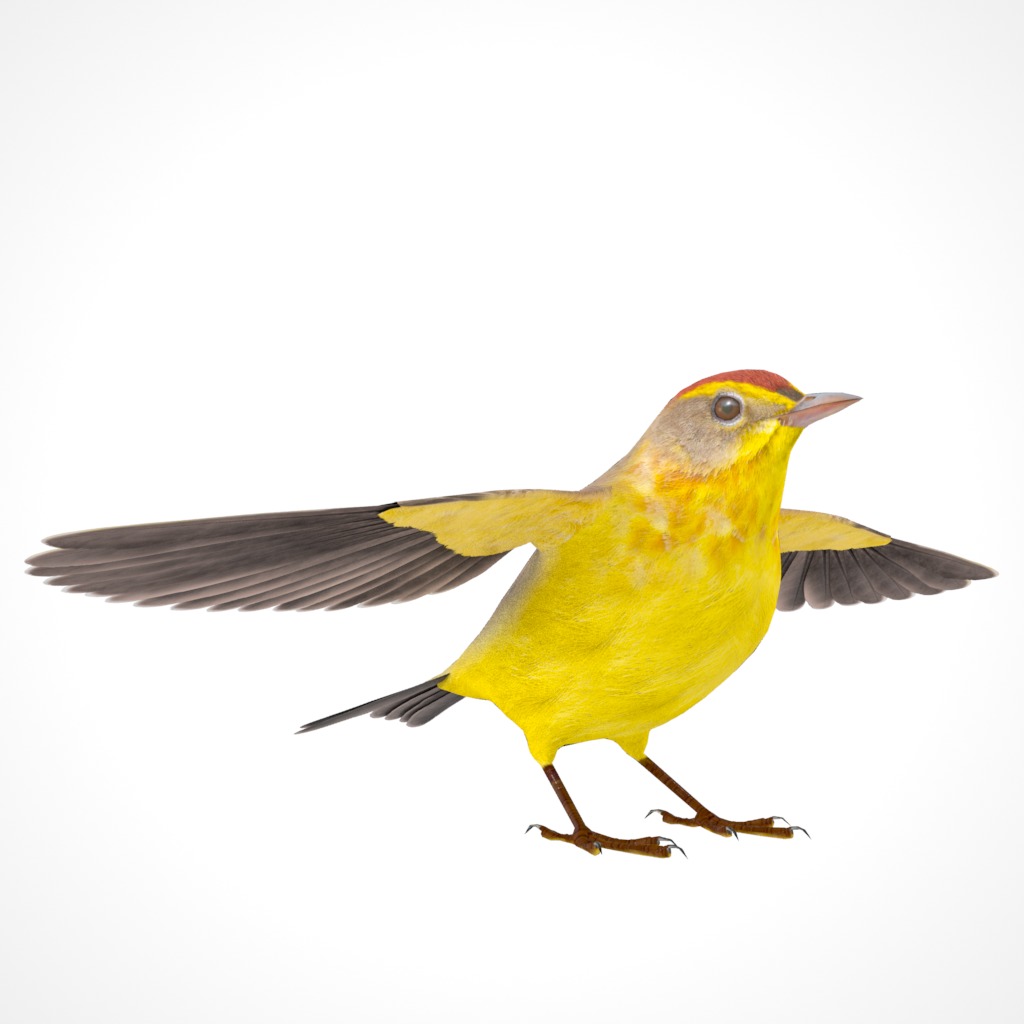 3D Bird Collection - Warblers _37