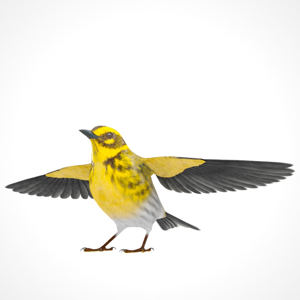 3D Bird Collection - Warblers _57