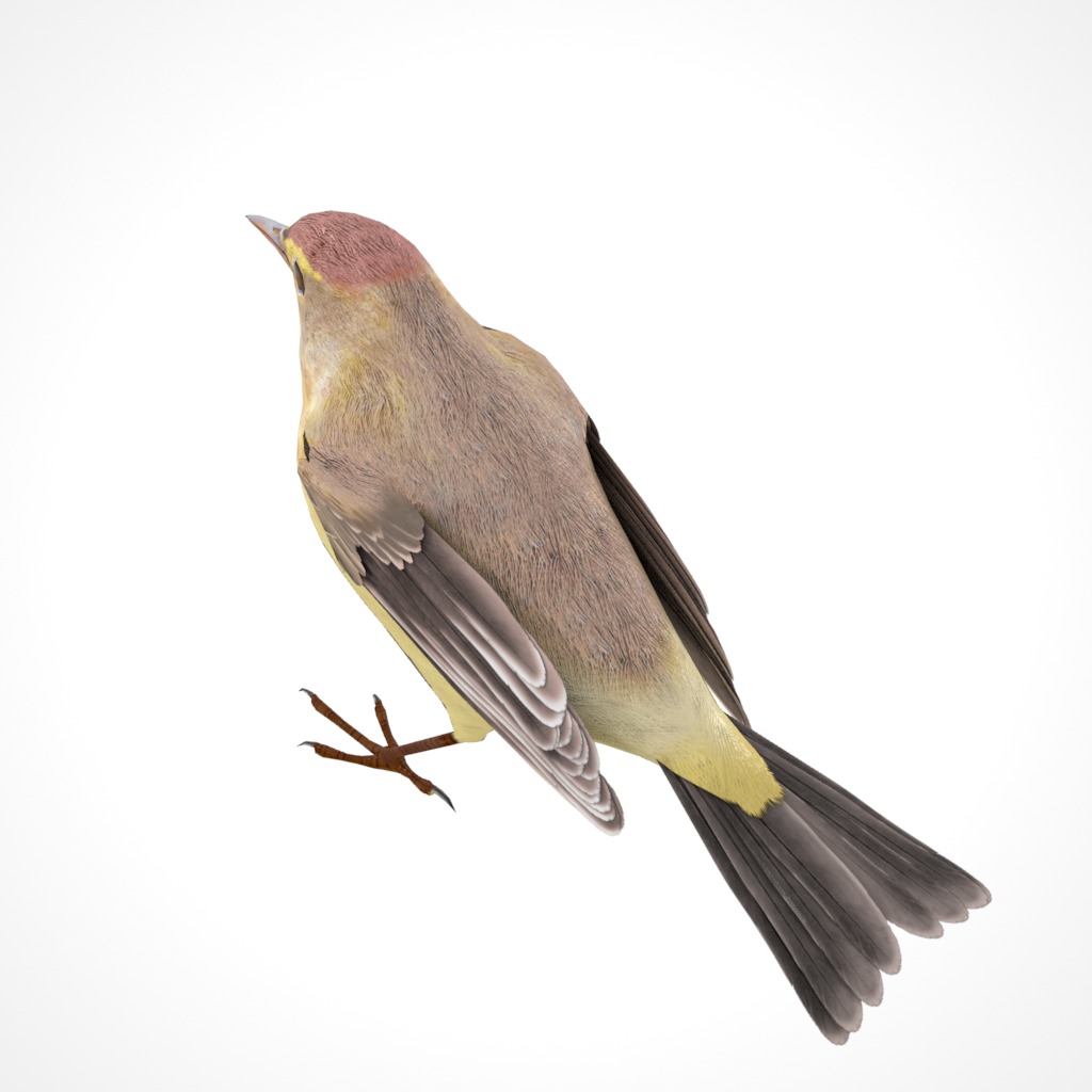 3D Bird Collection - Warblers _32