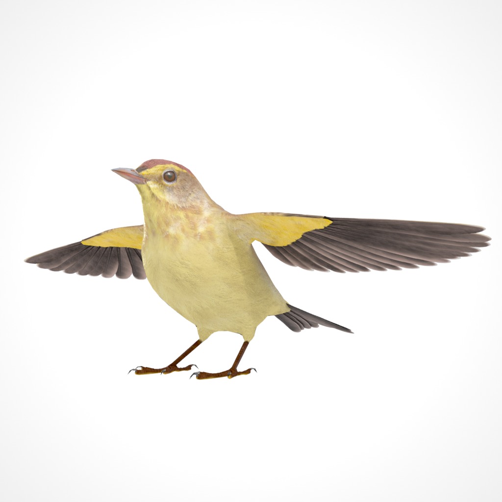 3D Bird Collection - Warblers _28