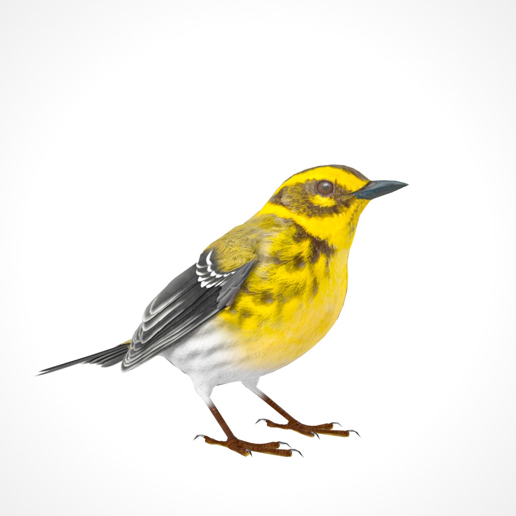3D Bird Collection - Warblers _63
