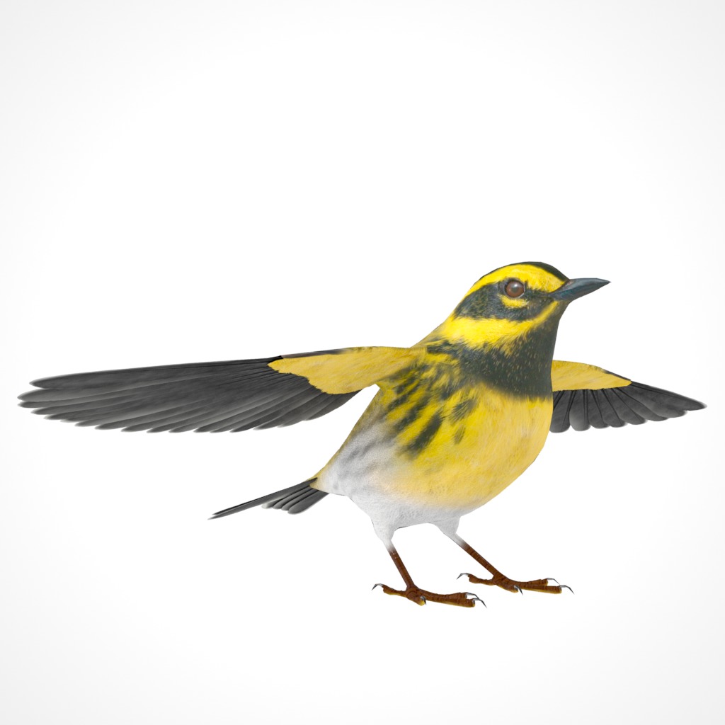 3D Bird Collection - Warblers _69