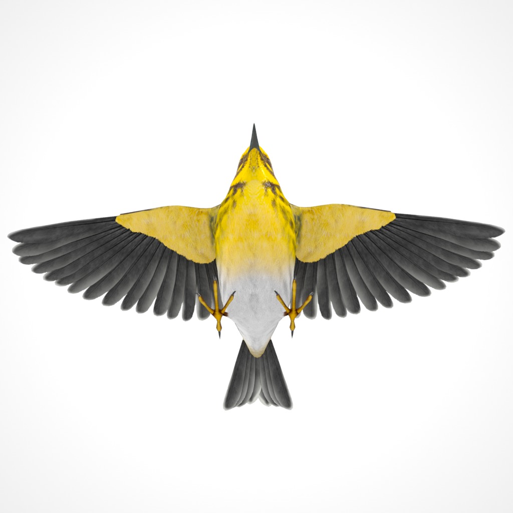 3D Bird Collection - Warblers _62