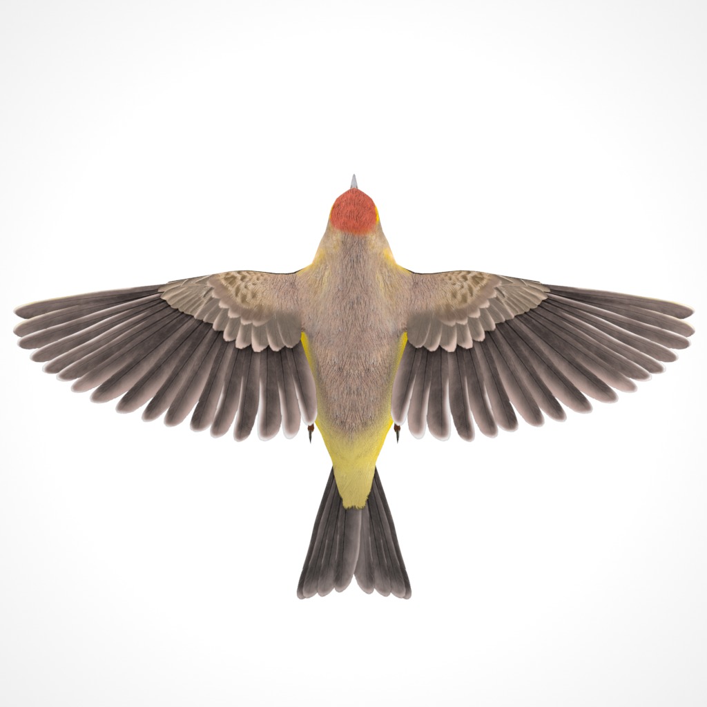 3D Bird Collection - Warblers _35