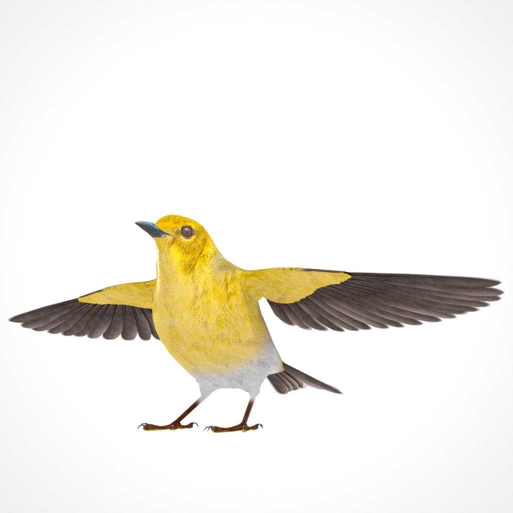 3D Bird Collection - Warblers _49
