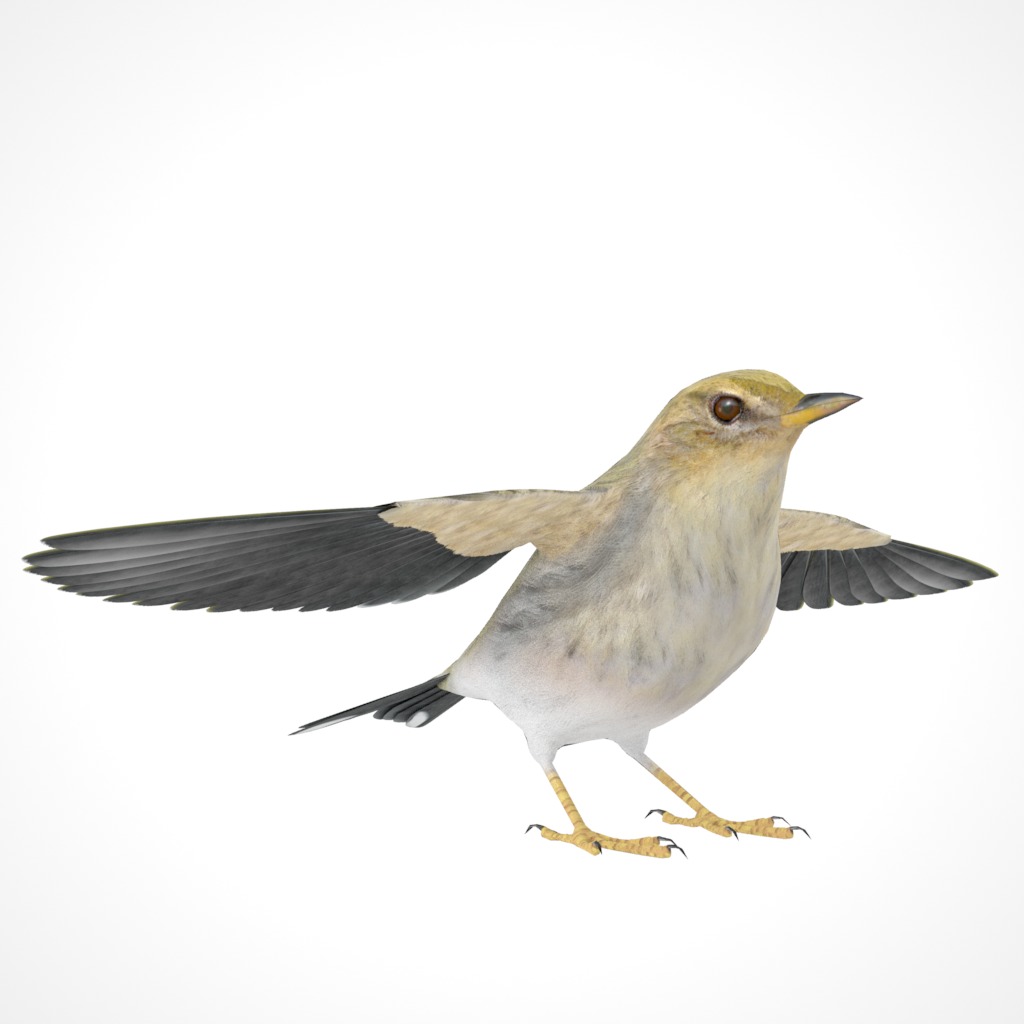 3D Bird Collection - Warblers _13