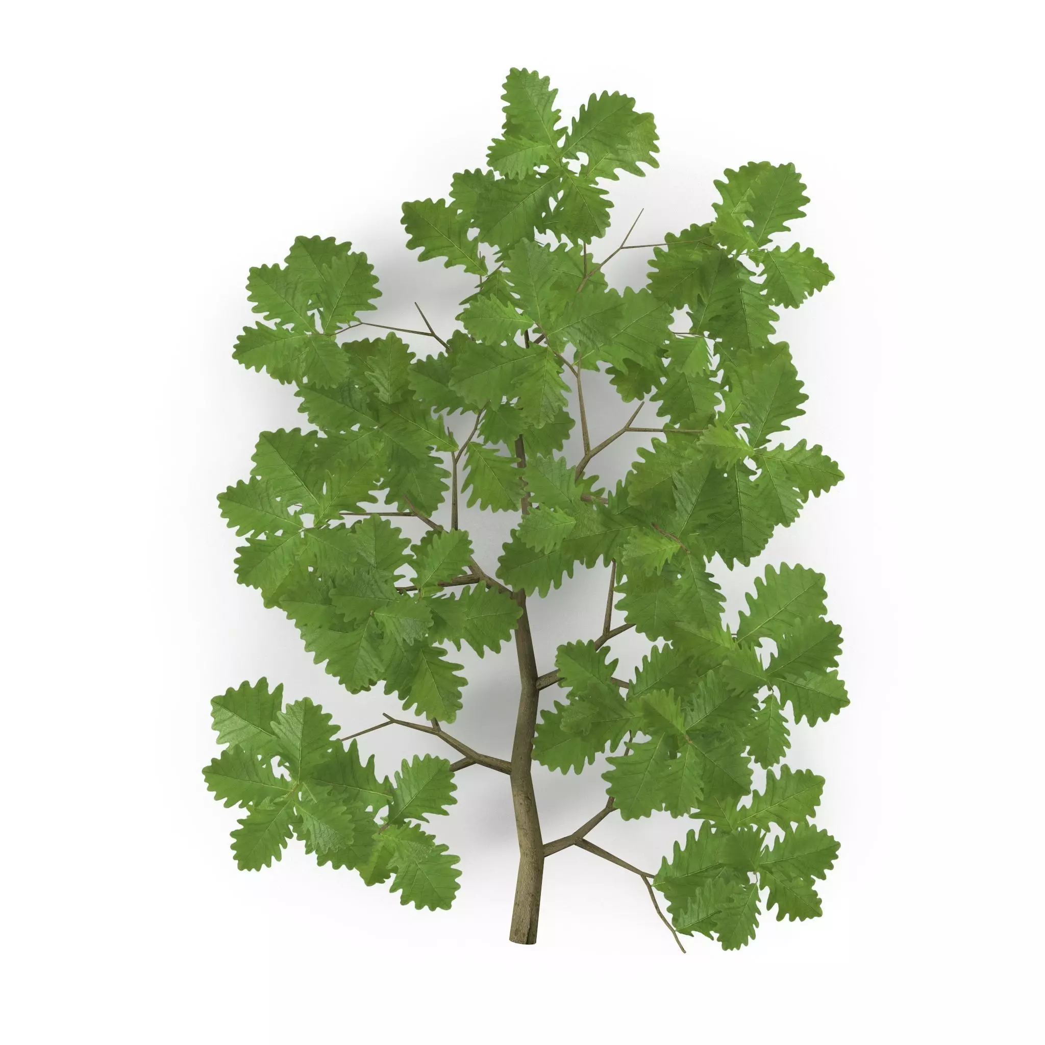 Oak Branch 3D model_0