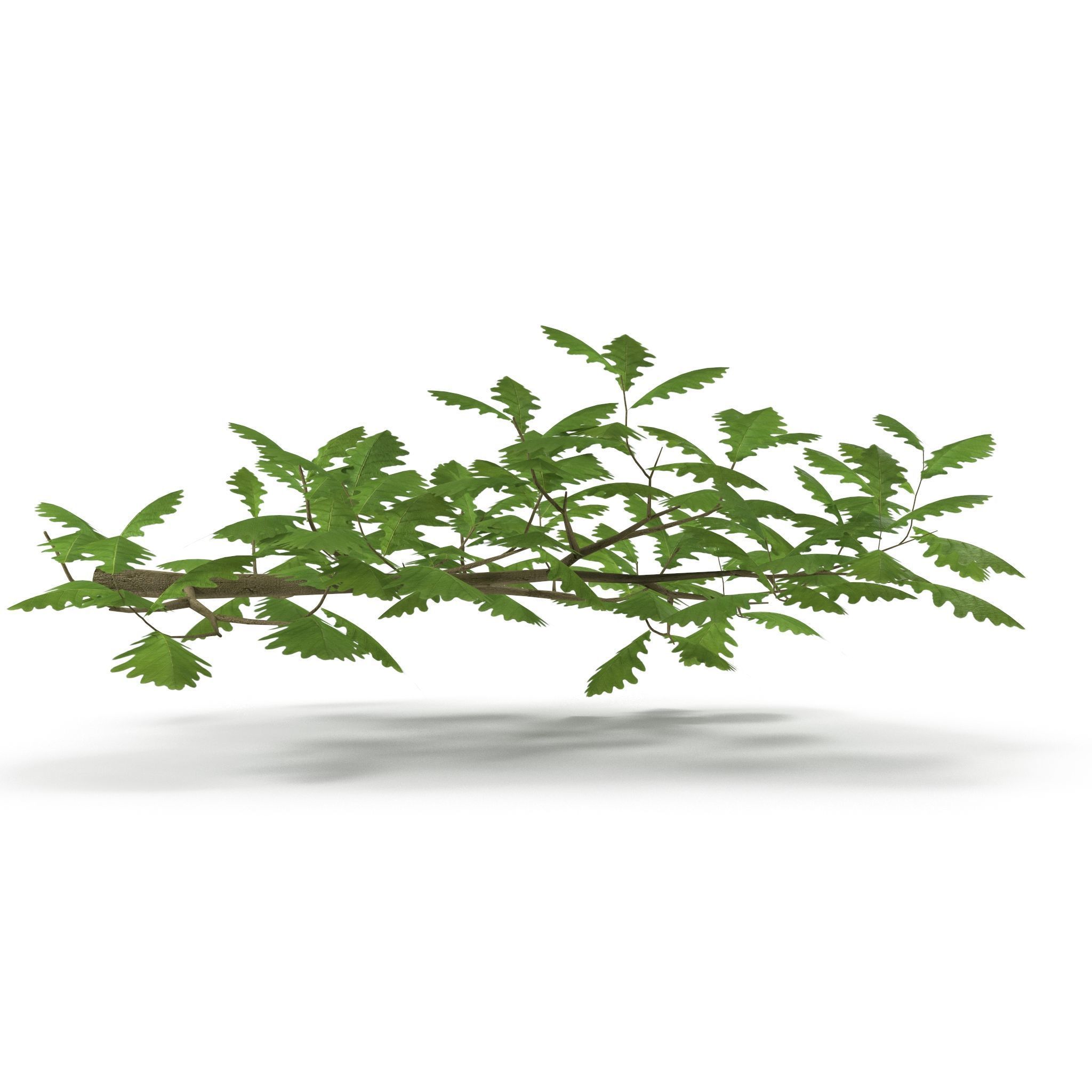 Oak Branch 3D model_5