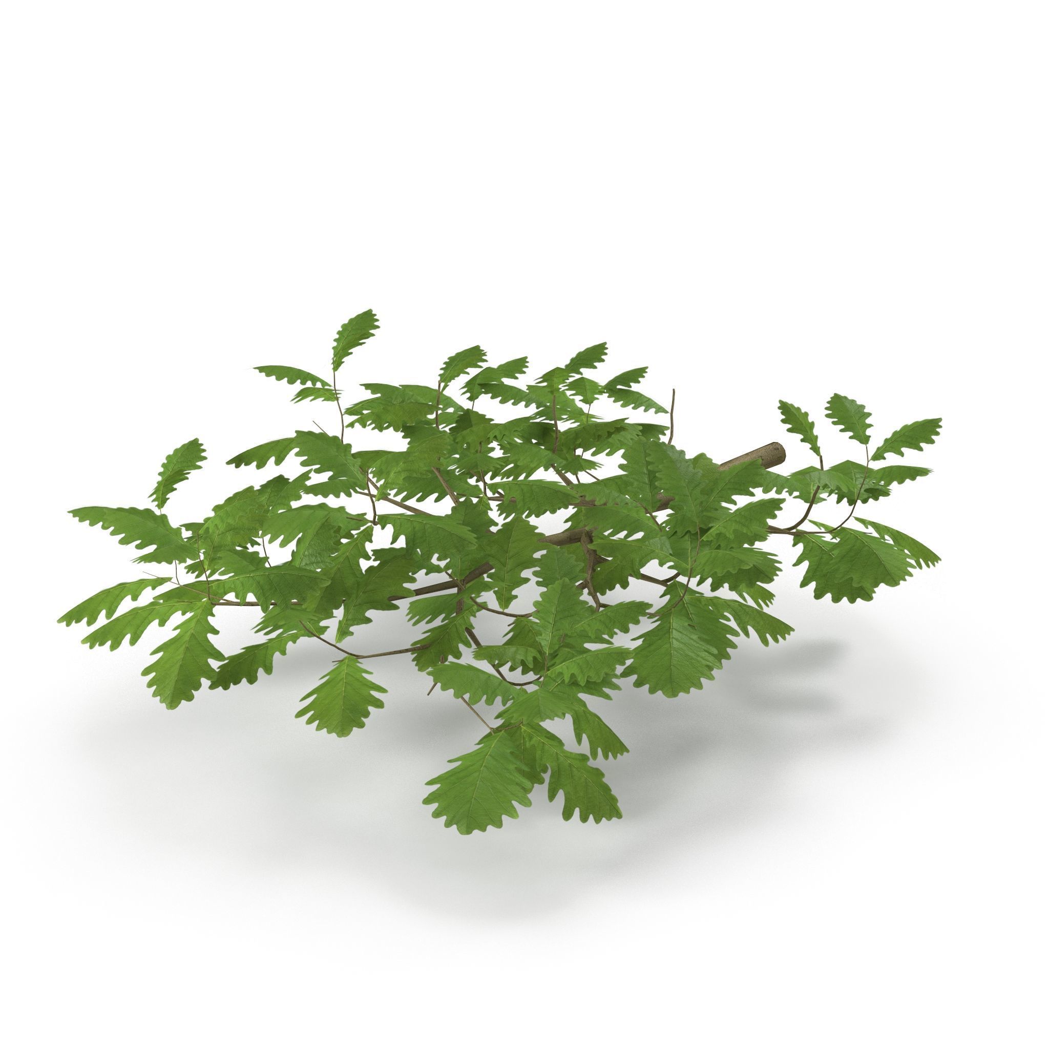 Oak Branch 3D model_1