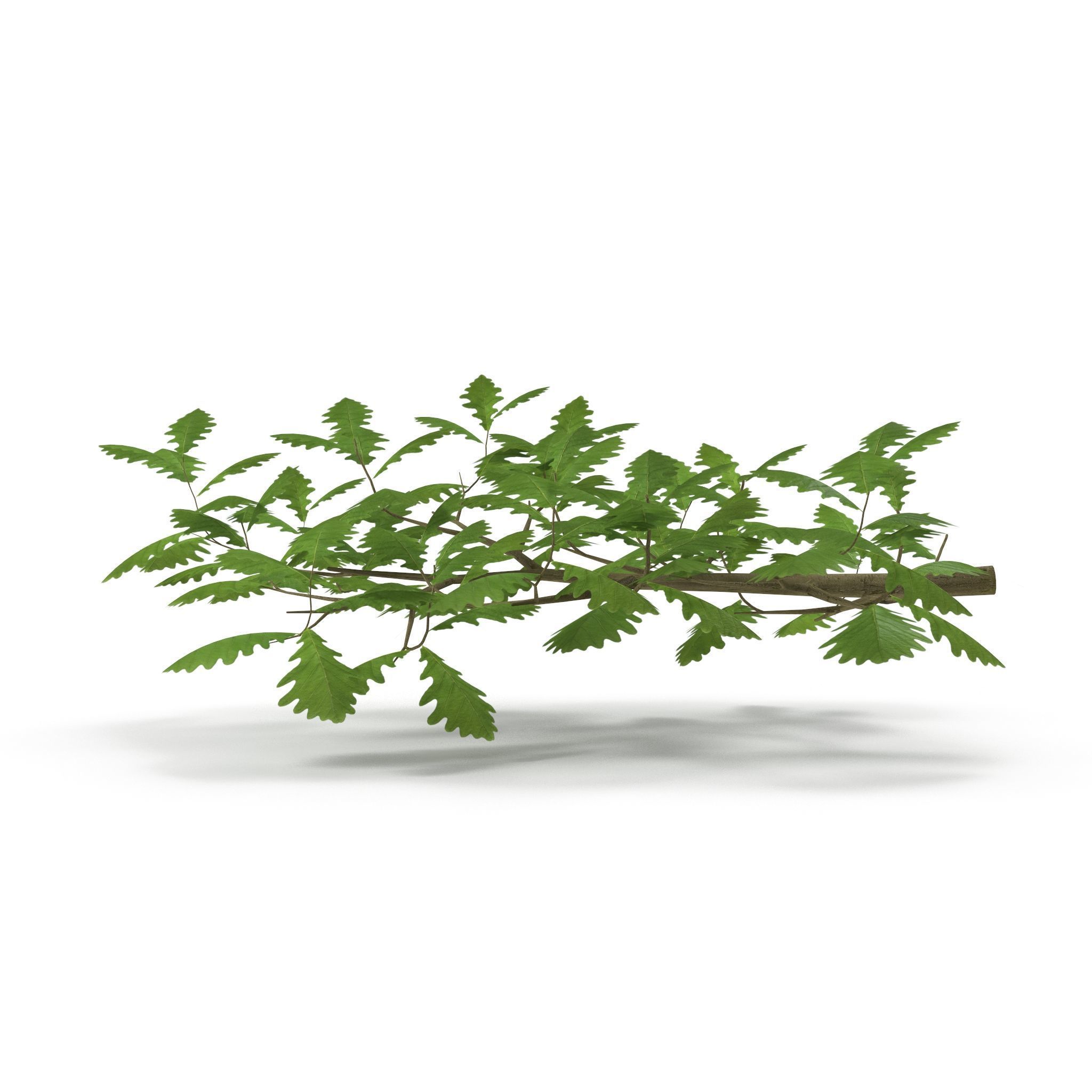 Oak Branch 3D model_6