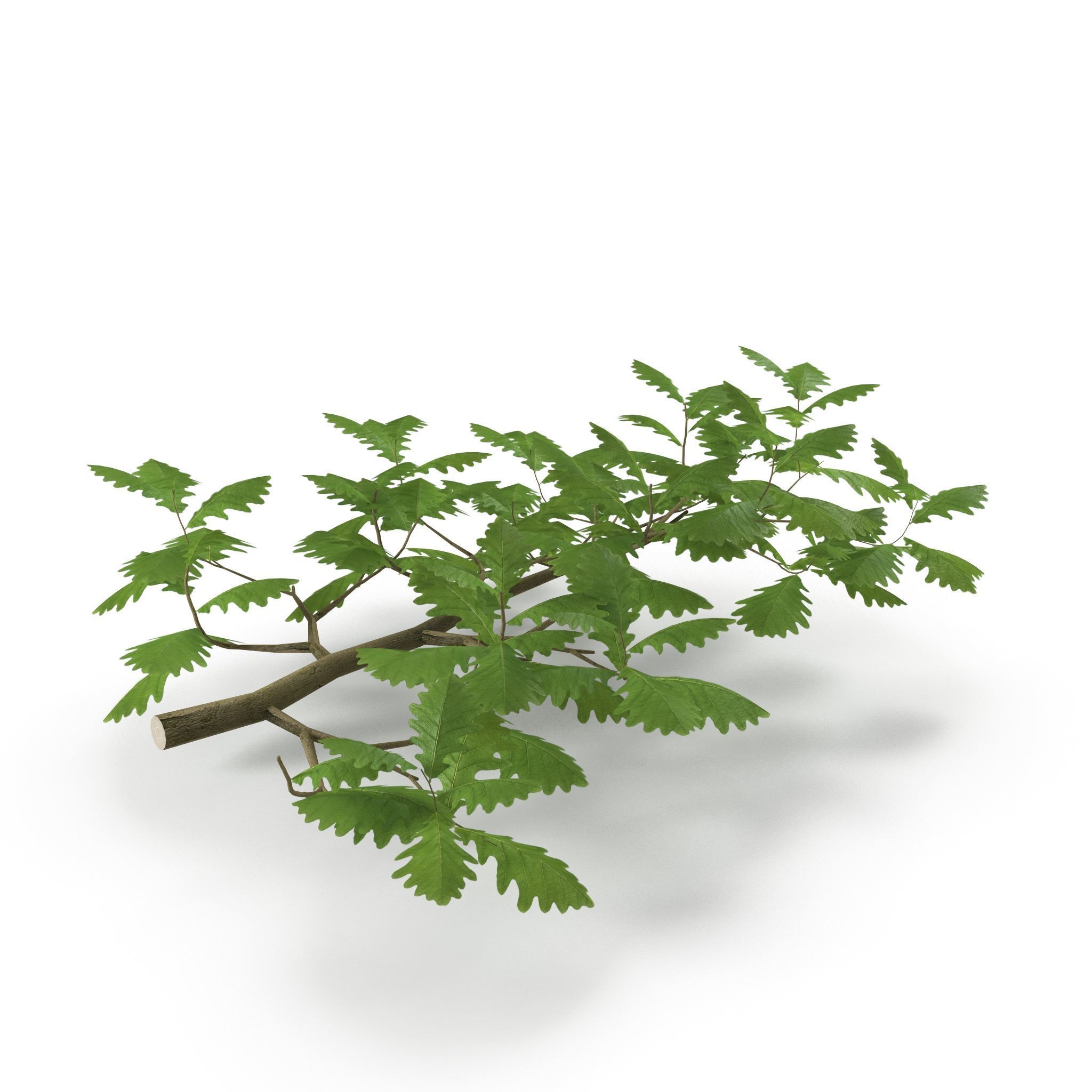 Oak Branch 3D model_3