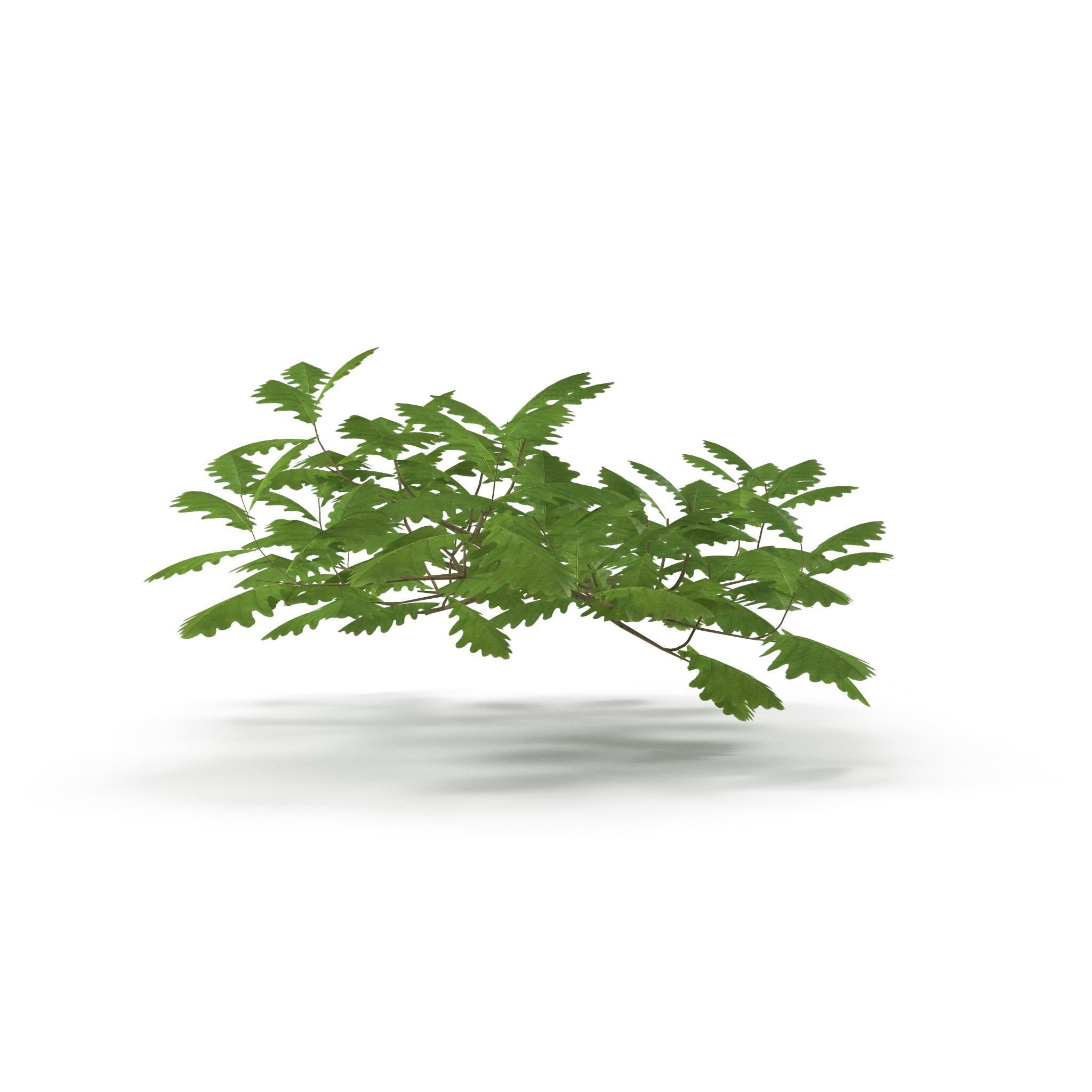 Oak Branch 3D model_4