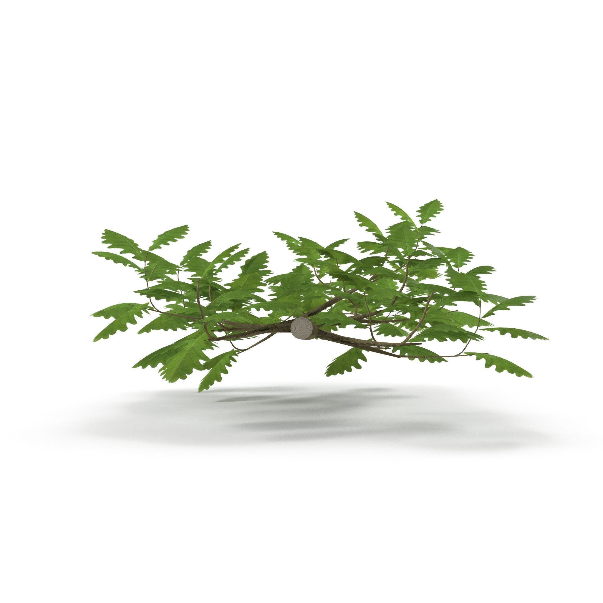 Oak Branch 3D model_2
