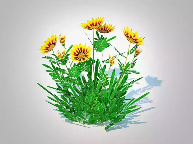 Plant  Gazania rigens Daybreak Yellow 