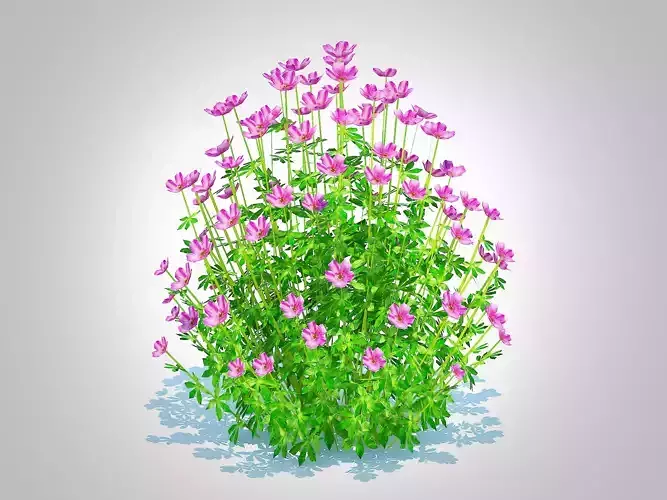 Plant  Geramium - pink cranesbill