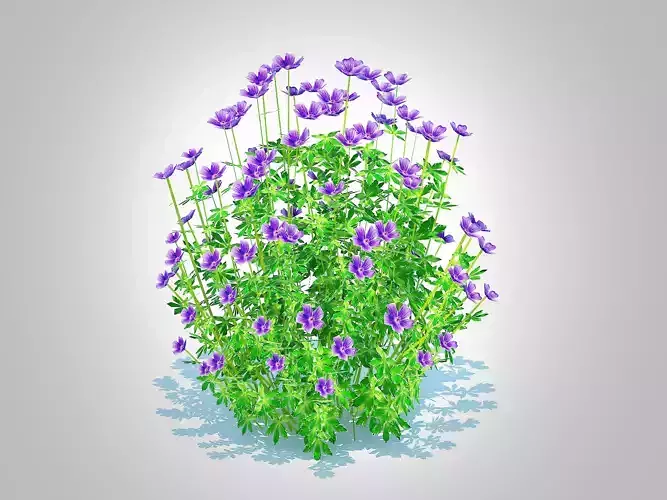 Plant  Geramium - blue cranesbill  