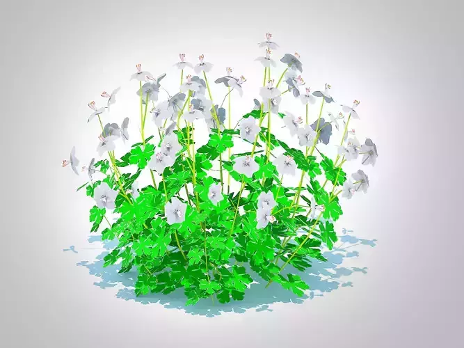 Plant  Geranium - Boikovo Dwarf Cranesbill  