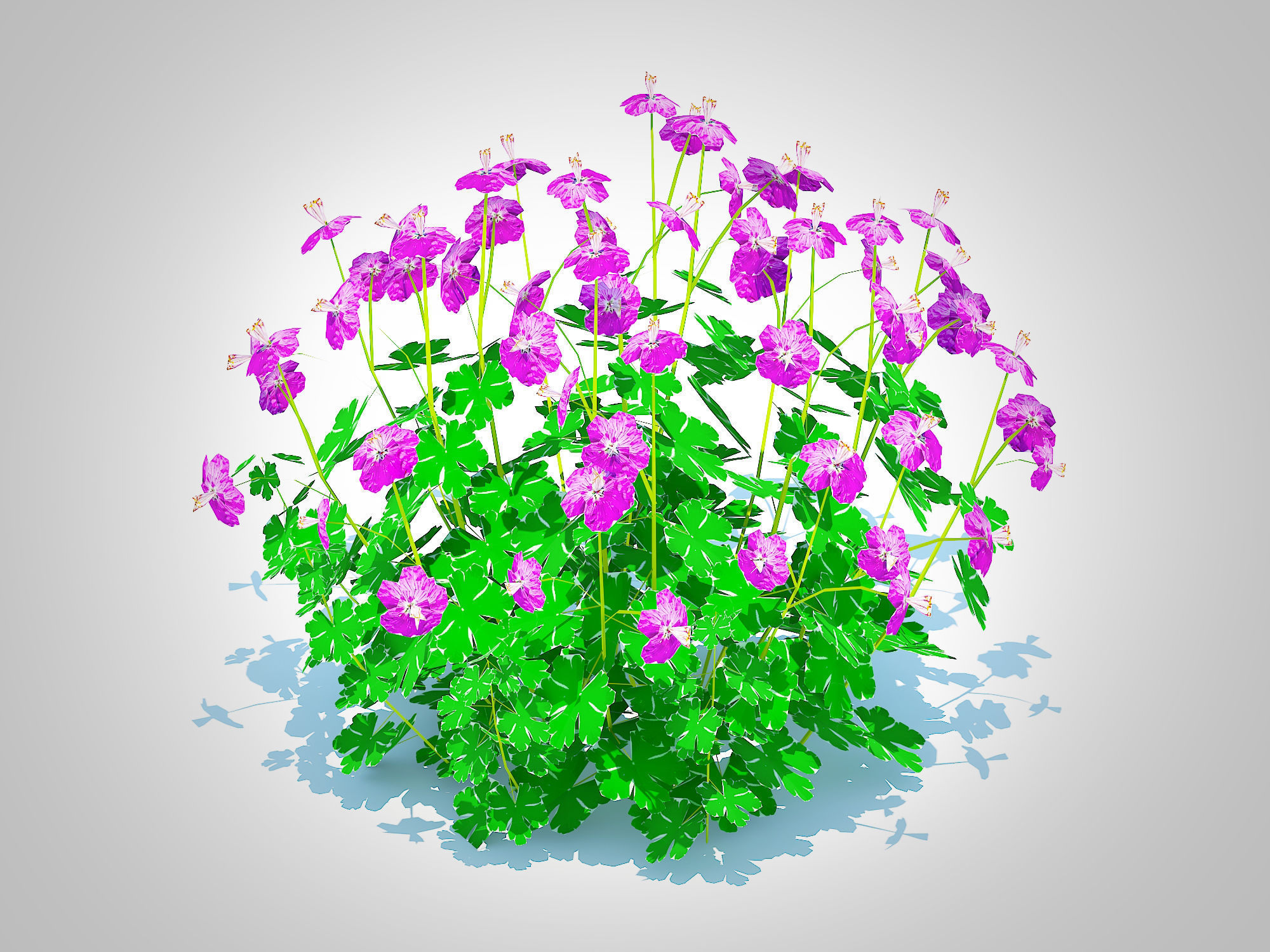 Plant Geranium - Cambridge Dwarf Cranesbill Low-poly 3D model_2