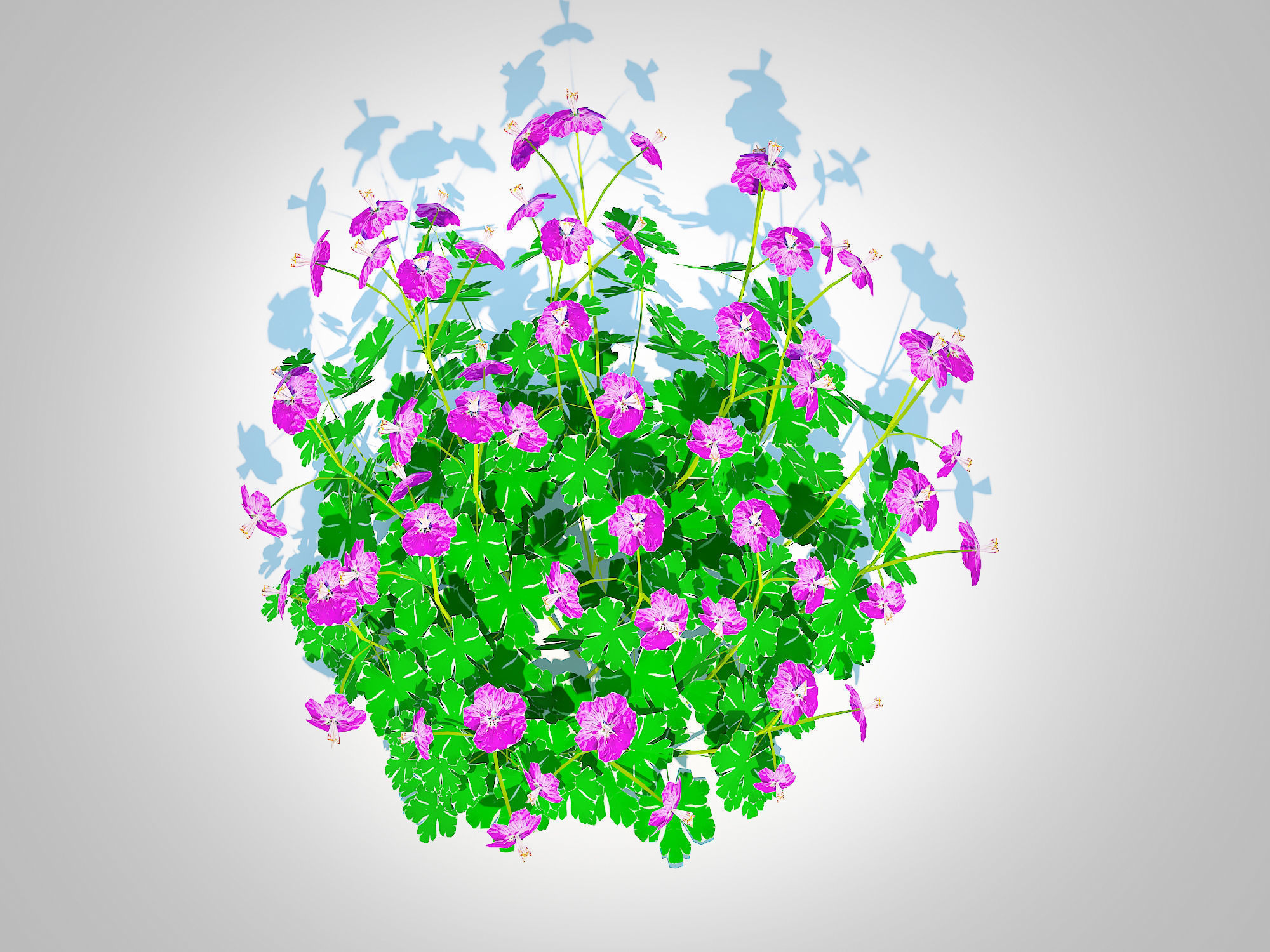 Plant Geranium - Cambridge Dwarf Cranesbill Low-poly 3D model_3