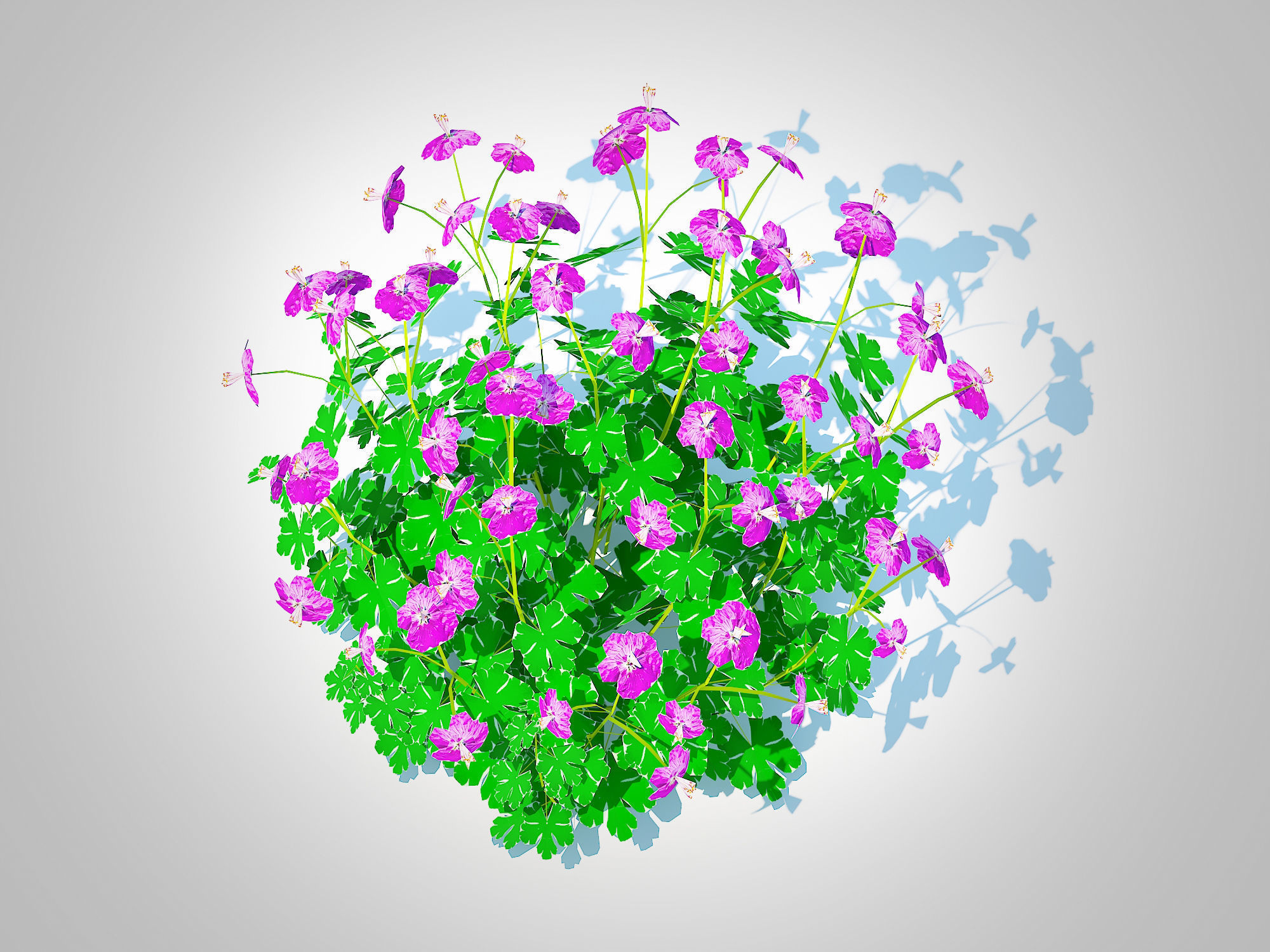 Plant Geranium - Cambridge Dwarf Cranesbill Low-poly 3D model_4