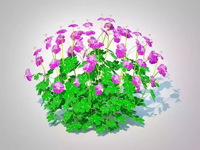 Plant  Geranium - Cambridge Dwarf Cranesbill 