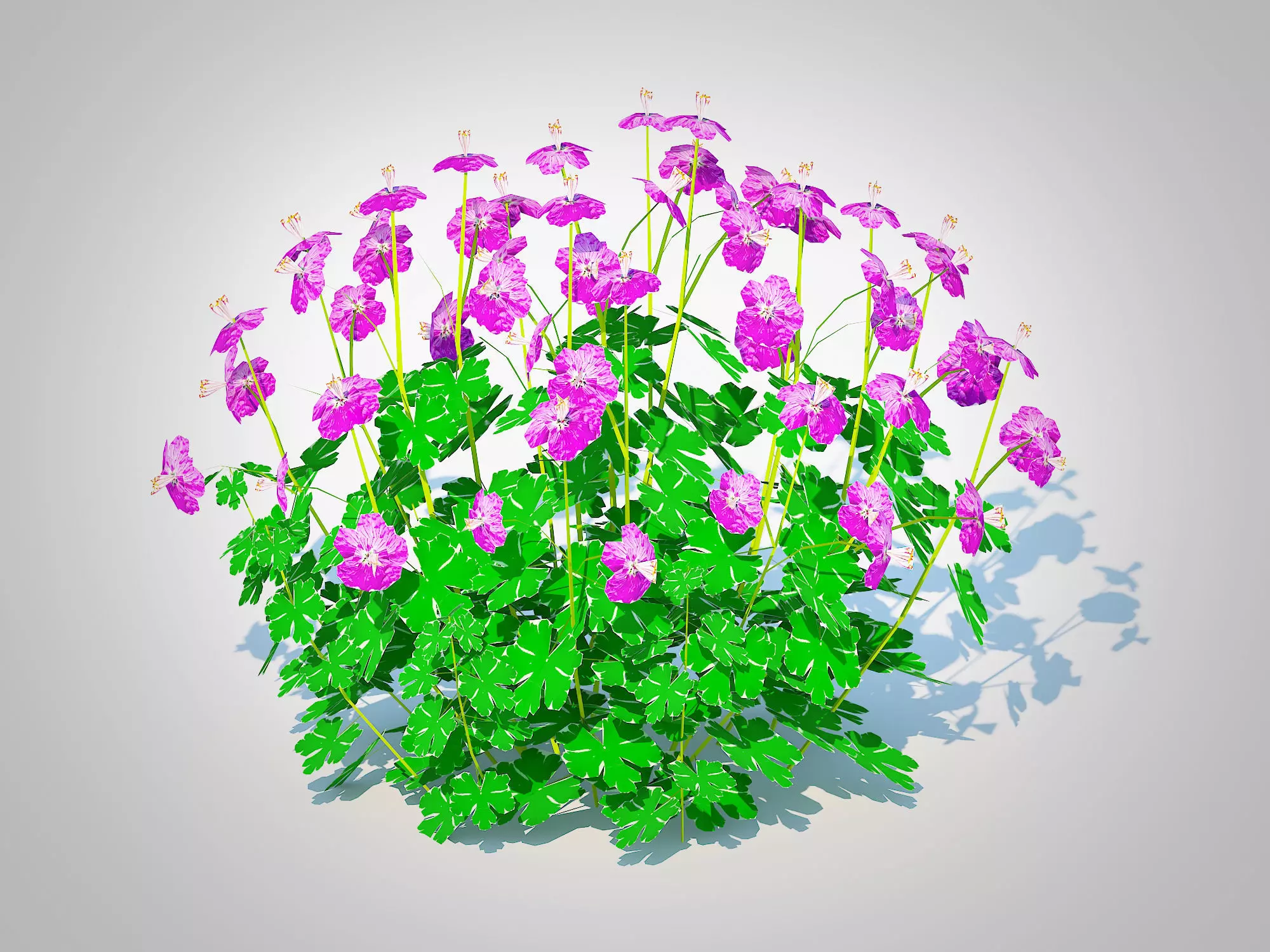 Plant Geranium - Cambridge Dwarf Cranesbill Low-poly 3D model_0